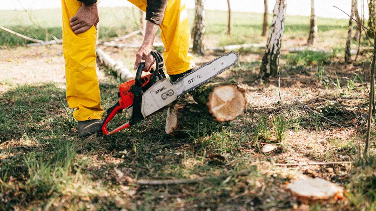 Best Tree Stump Removal  in USA